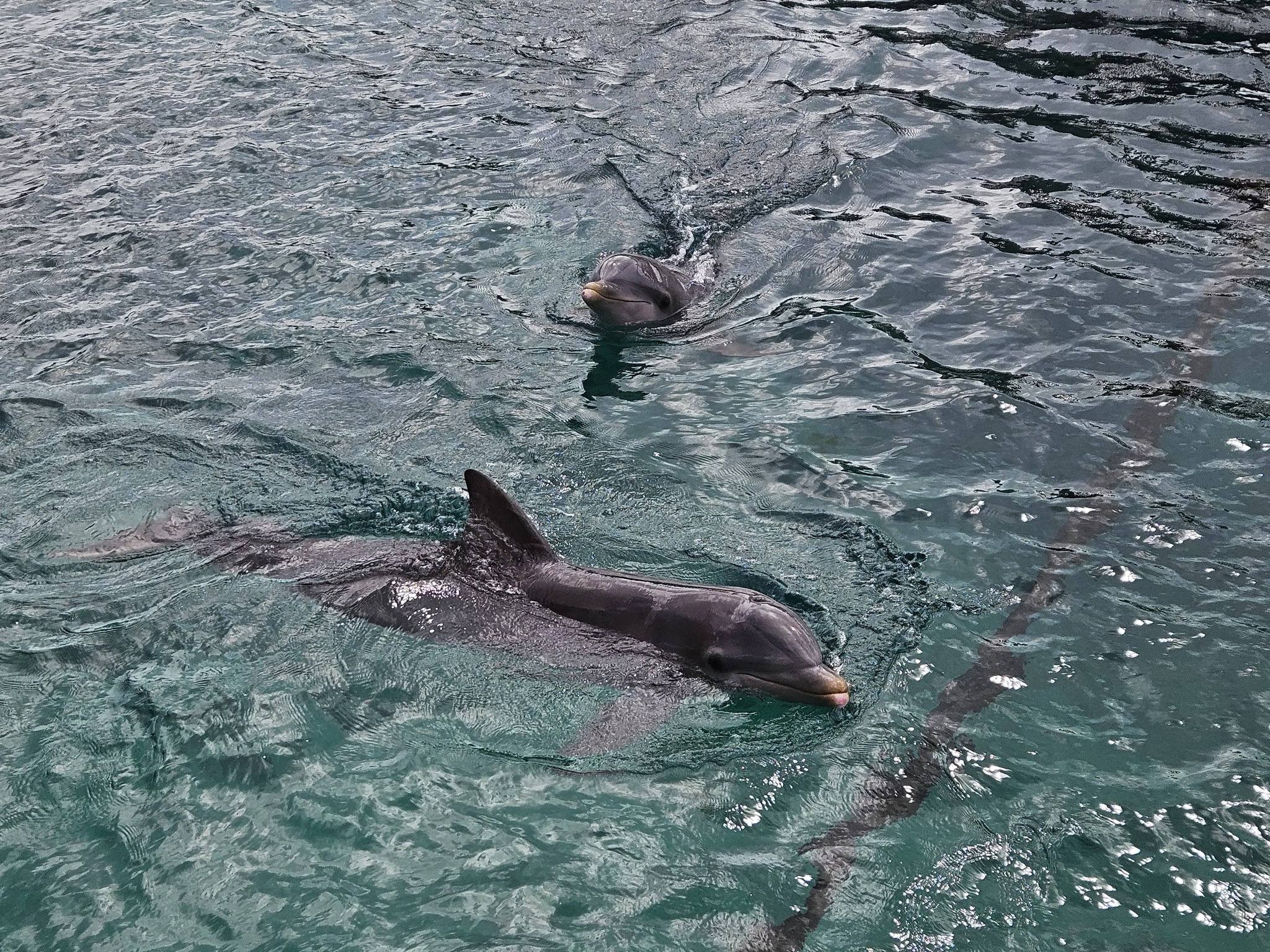 Dolphins in the water