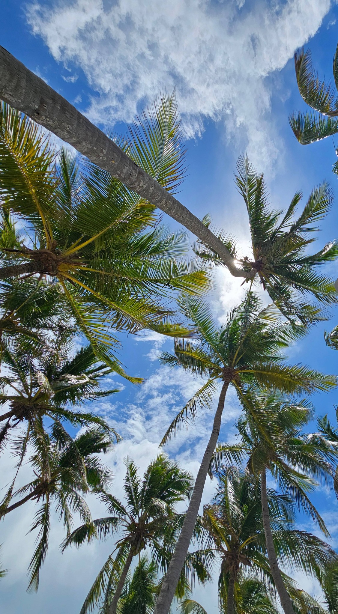 Palm trees